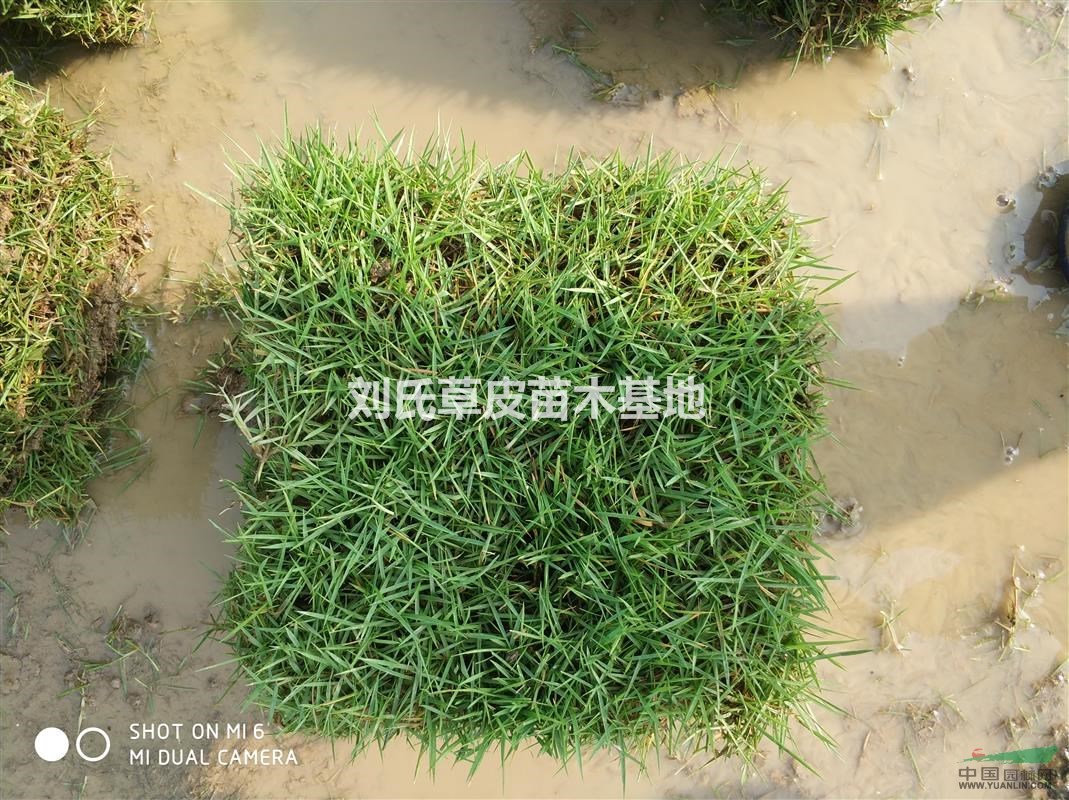 草皮價(jià)格的最新栽培技術(shù)