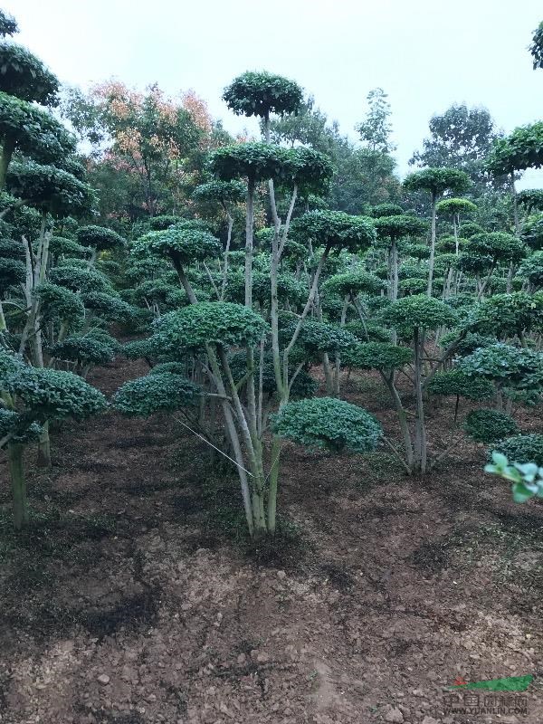 河南鄢陵卓林花木基地供應(yīng)精品小葉女貞造型