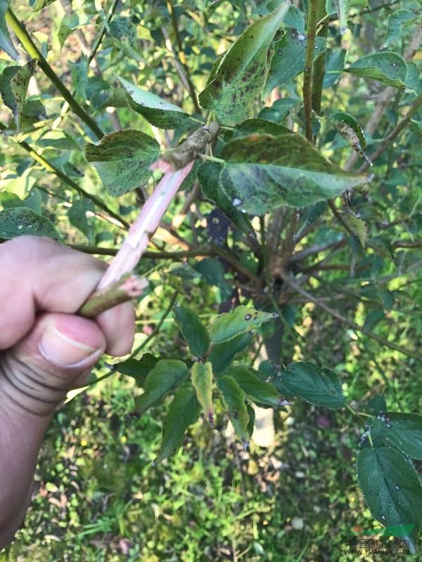 河南鄢陵卓林花木基地供應(yīng)優(yōu)質(zhì) 紅梅 骨紅梅