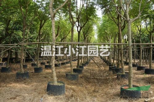 四川批發(fā)8公分藍花楹 成都8公分藍花楹 溫江處理8公分藍花楹