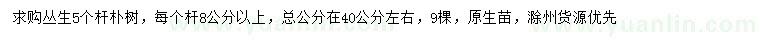 求購叢生5個桿樸樹