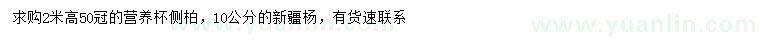 求購高2米側(cè)柏、10公分新疆楊