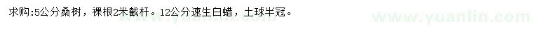 求購5公分桑樹