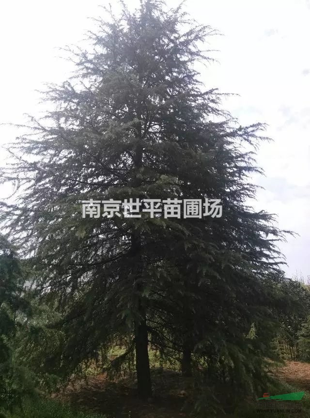 八公分雪松價(jià)格  十公分雪松價(jià)格 十五公分雪松價(jià)格 