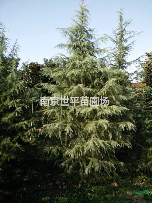 八公分雪松價(jià)格  十公分雪松價(jià)格 十五公分雪松價(jià)格 