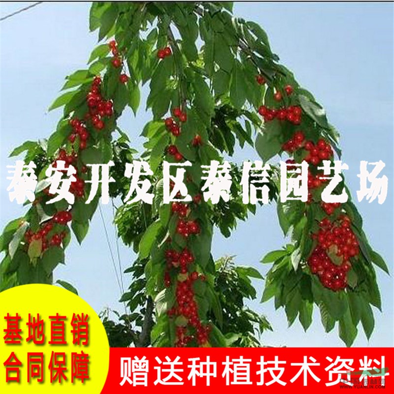 PC7144-6大櫻桃苗批發(fā) PC7144-6大櫻桃苗價(jià)格
