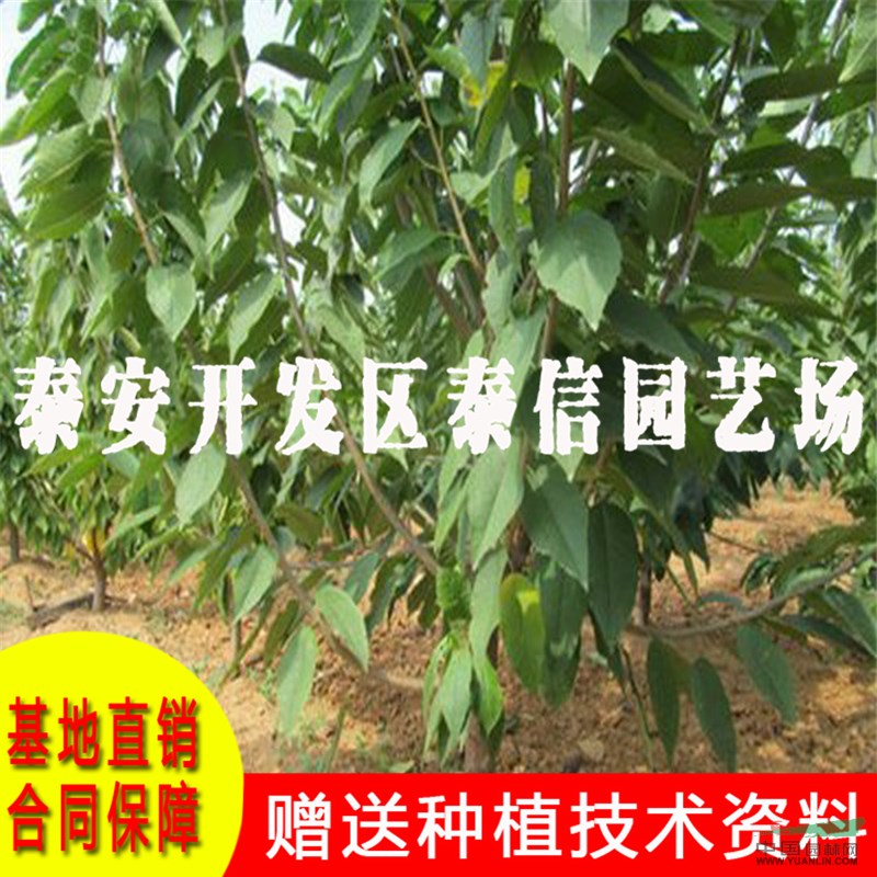 紅蜜大櫻桃苗基地 紅蜜大櫻桃苗批發(fā)