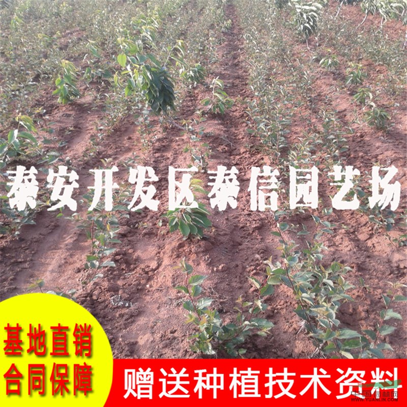 佳紅大櫻桃苗批發(fā) 佳紅大櫻桃苗基地
