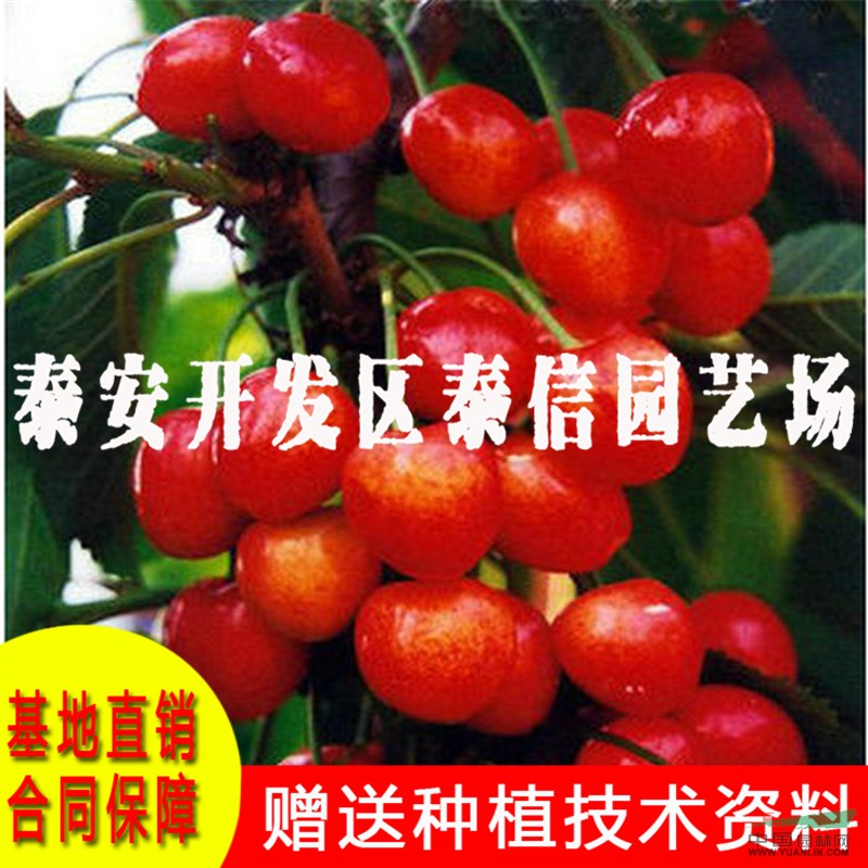 佳紅大櫻桃苗批發(fā) 佳紅大櫻桃苗基地