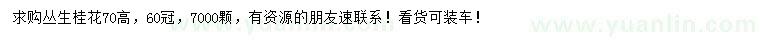 求購高度70公分叢生桂花