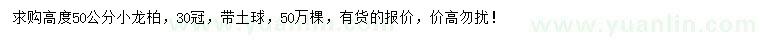 求購高度50公分小龍柏