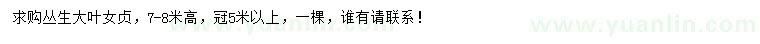 求購高度7-8米叢生大葉女貞