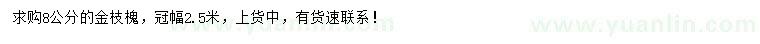 求購8公分金枝槐