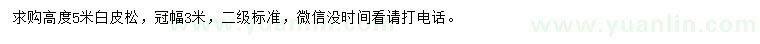 求購高度5米白皮松