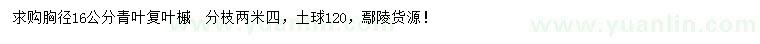 求購胸徑16公分青葉復(fù)葉槭
