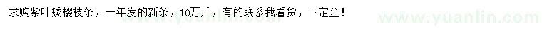 求購(gòu)紫葉矮櫻枝條
