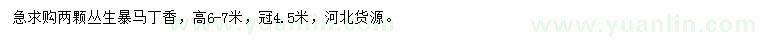 求購高6-7米叢生暴馬丁香