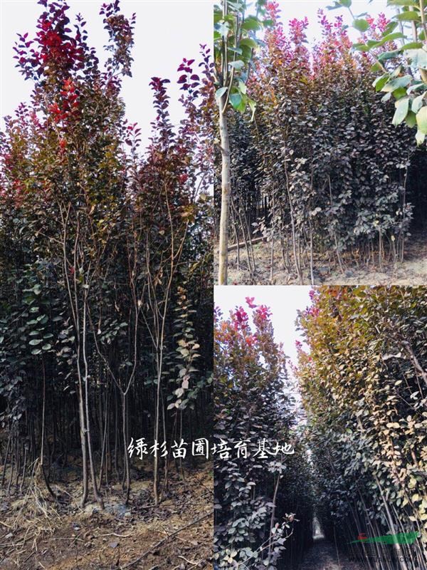 大量高品质红叶李树苗