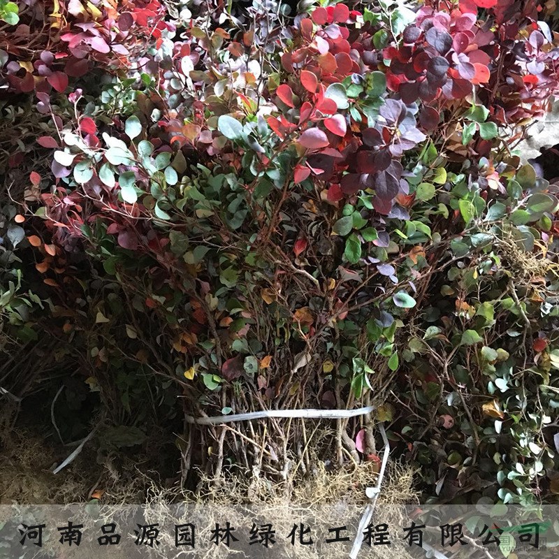 裕盛苗木市場(chǎng)批發(fā)紅葉小檗紅葉小波紫葉小檗西北工程苗