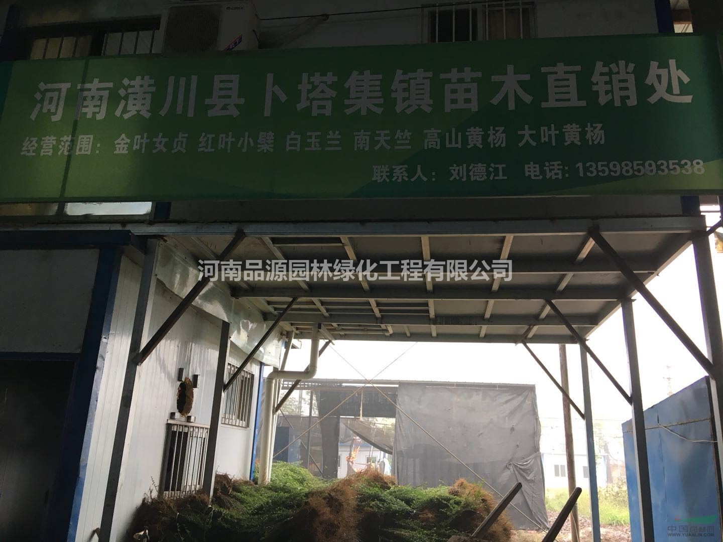 河南信陽卜塔集鎮(zhèn)連翹小苗