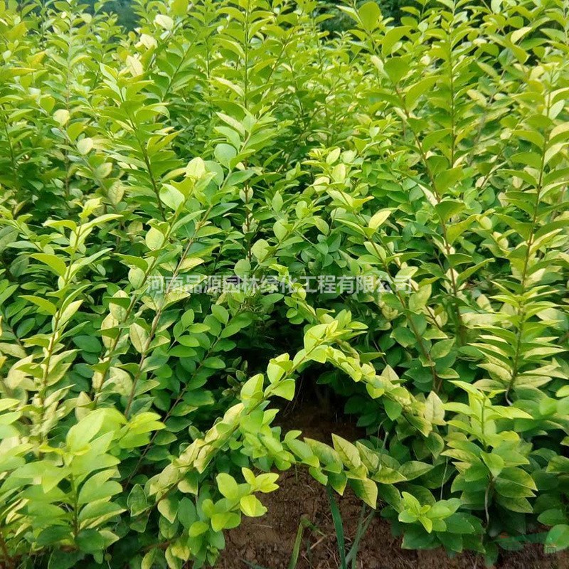 河南金葉女貞苗綠化工程小苗西安裕盛苗木市場(chǎng)常年供貨