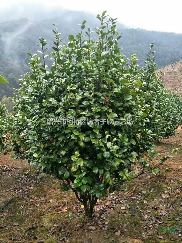 精品茶花 冠副1.5米