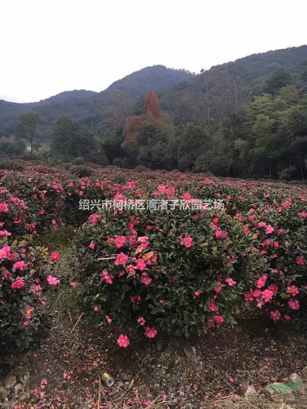 精品茶梅球冠副1.2米