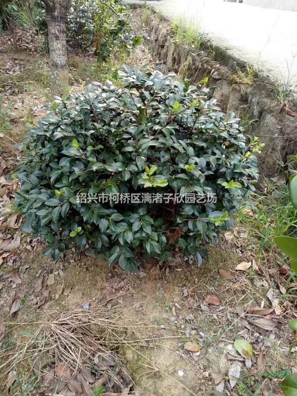 精品茶梅球冠副1.2米