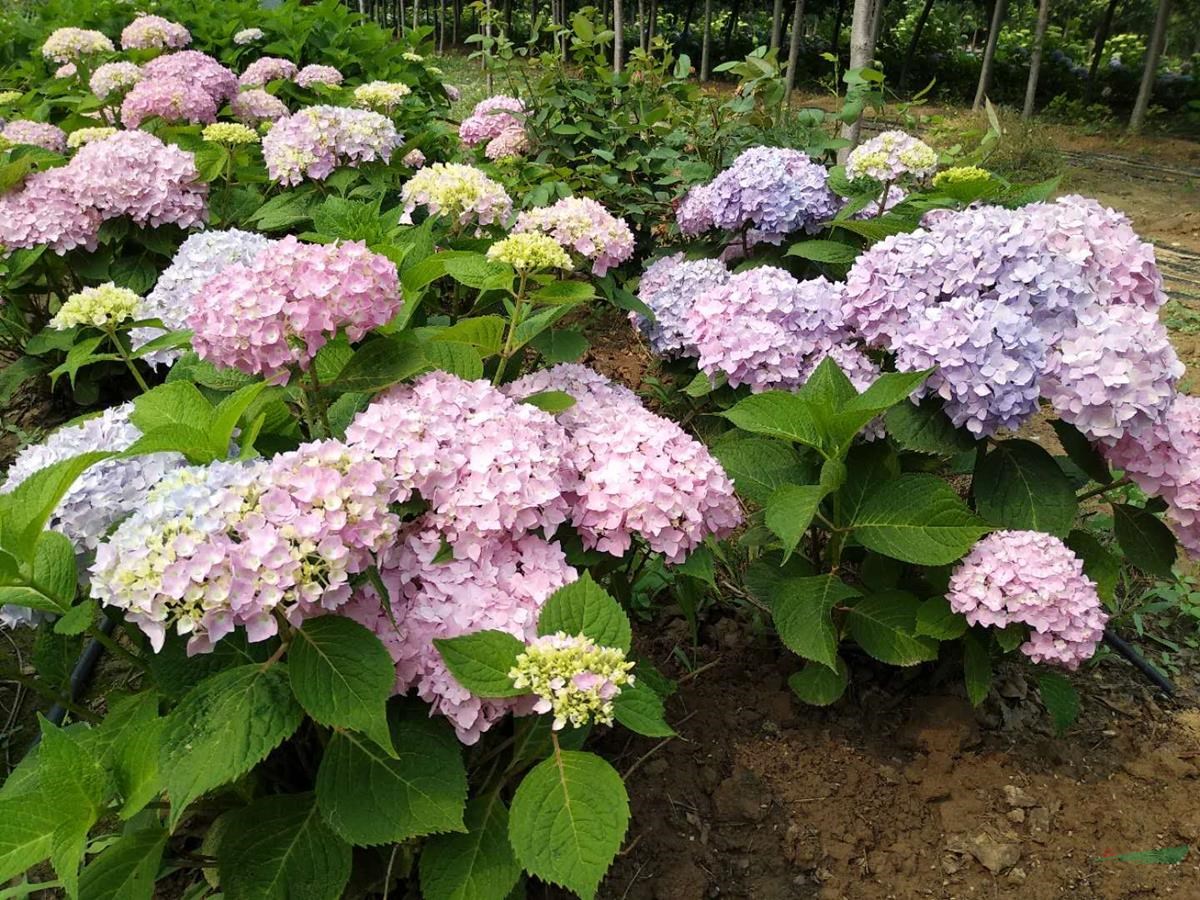 山東昌邑供應(yīng)繡球無盡夏