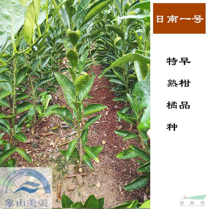 日南1号蜜桔特早熟苗，果实无核，采收和出售时间长