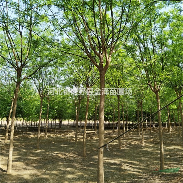 國槐價(jià)格’國槐供應(yīng)商’6公分國槐
