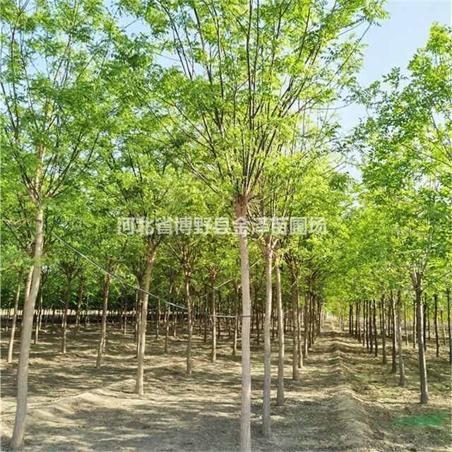 國槐價(jià)格’國槐供應(yīng)商’6公分國槐