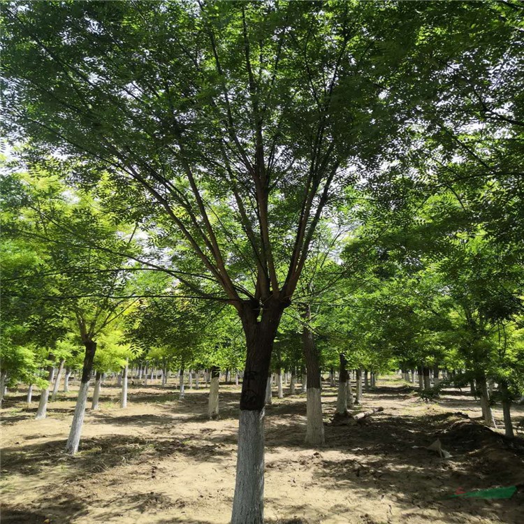 山東苗木基地供應(yīng)15公分國(guó)槐土球全冠 15公分國(guó)槐價(jià)格