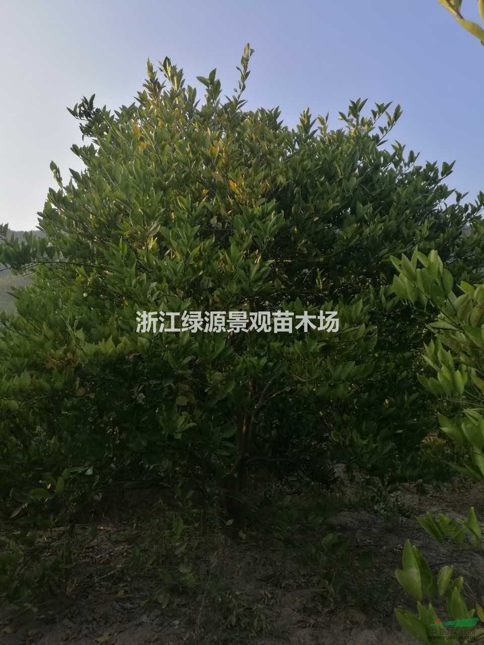 浙江常山供应精品胡柚树