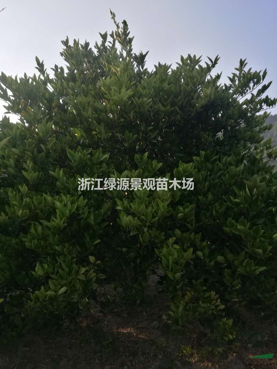 浙江常山供应精品胡柚树