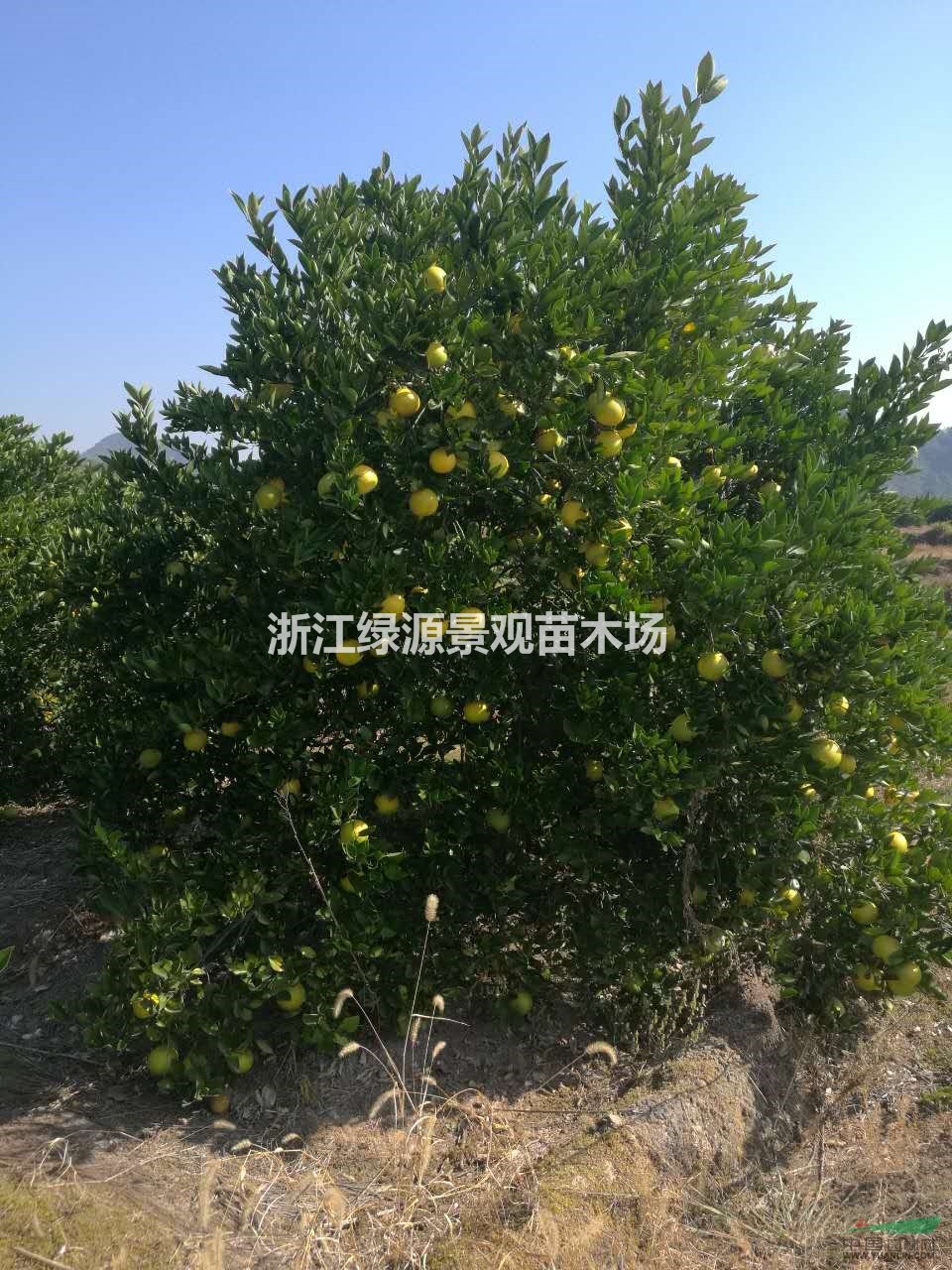 浙江常山供应嫁接胡柚树基地_种植厂家_产地报价单_浙江绿源景观苗木