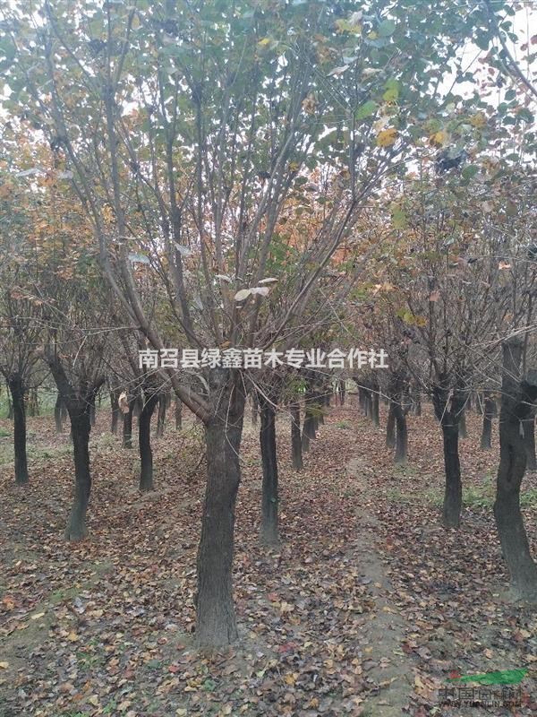 南陽黃櫨基地，河南黃櫨基地，河南南陽黃櫨批發(fā)