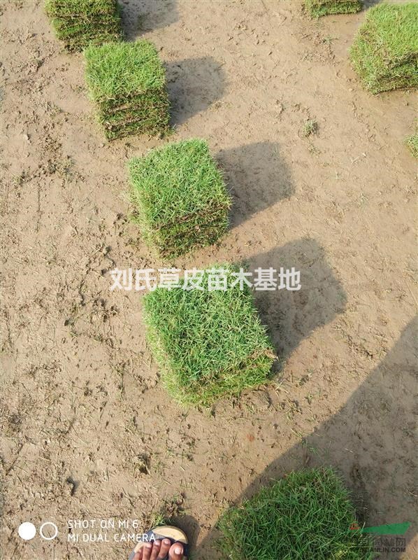 馬尼拉草皮維護應(yīng)該注意什么