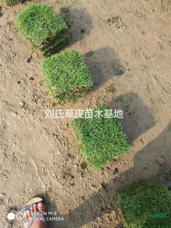 馬尼拉草皮維護應(yīng)該注意什么