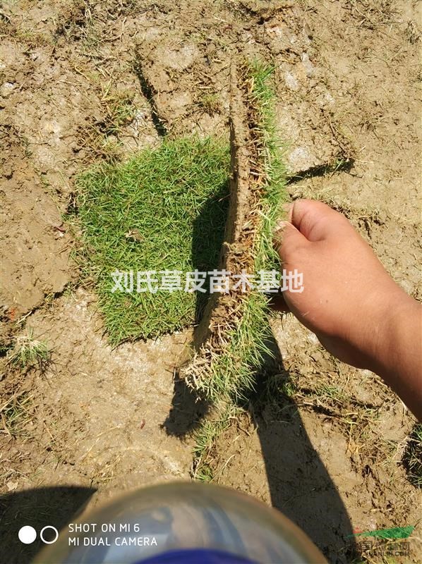 怎么讓馬尼拉草皮成活率更高