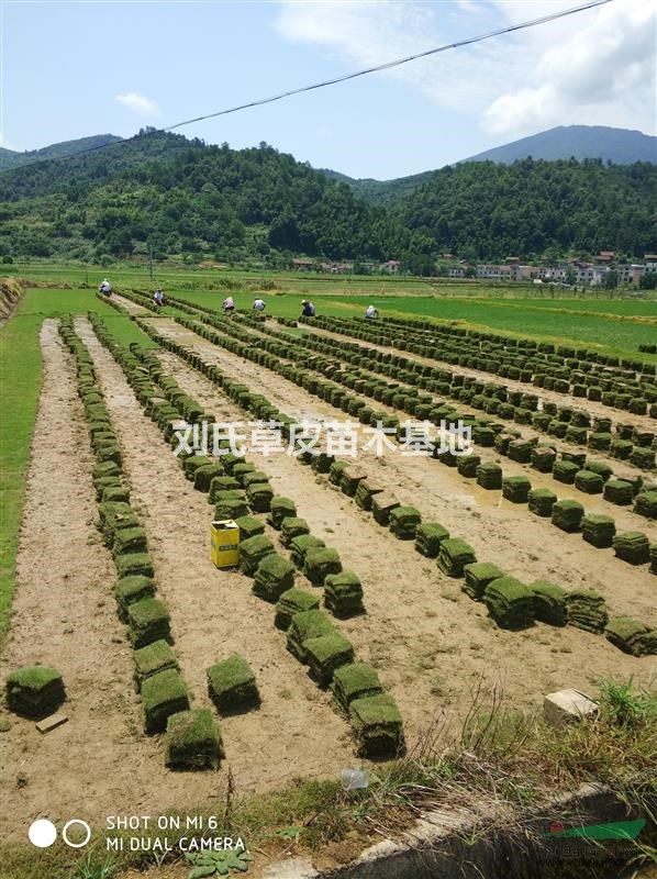 怎么讓馬尼拉草皮成活率更高