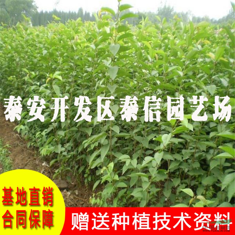 薩米脫大櫻桃苗基地 薩米脫大櫻桃苗批發(fā)