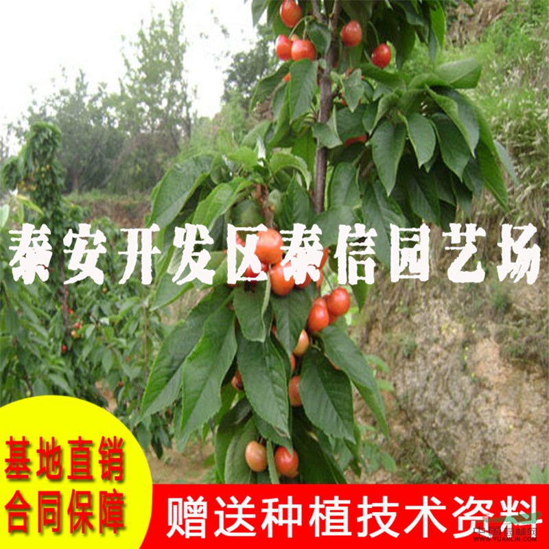 薩米脫大櫻桃苗基地 薩米脫大櫻桃苗批發(fā)