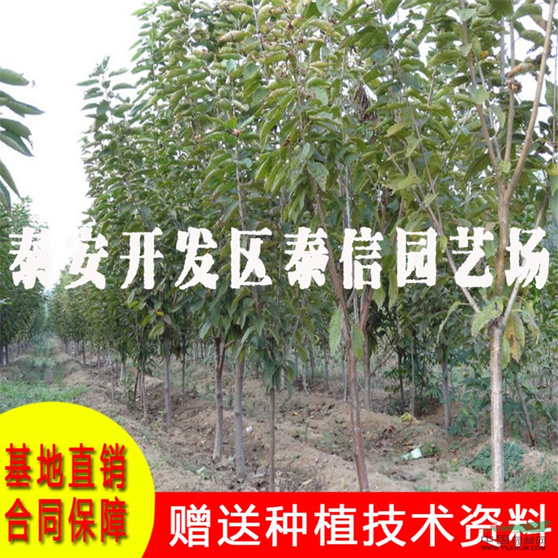 巨紅大櫻桃苗批發(fā) 巨紅大櫻桃苗基地