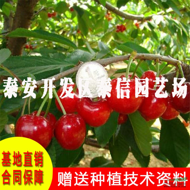 巨紅大櫻桃苗批發(fā) 巨紅大櫻桃苗基地