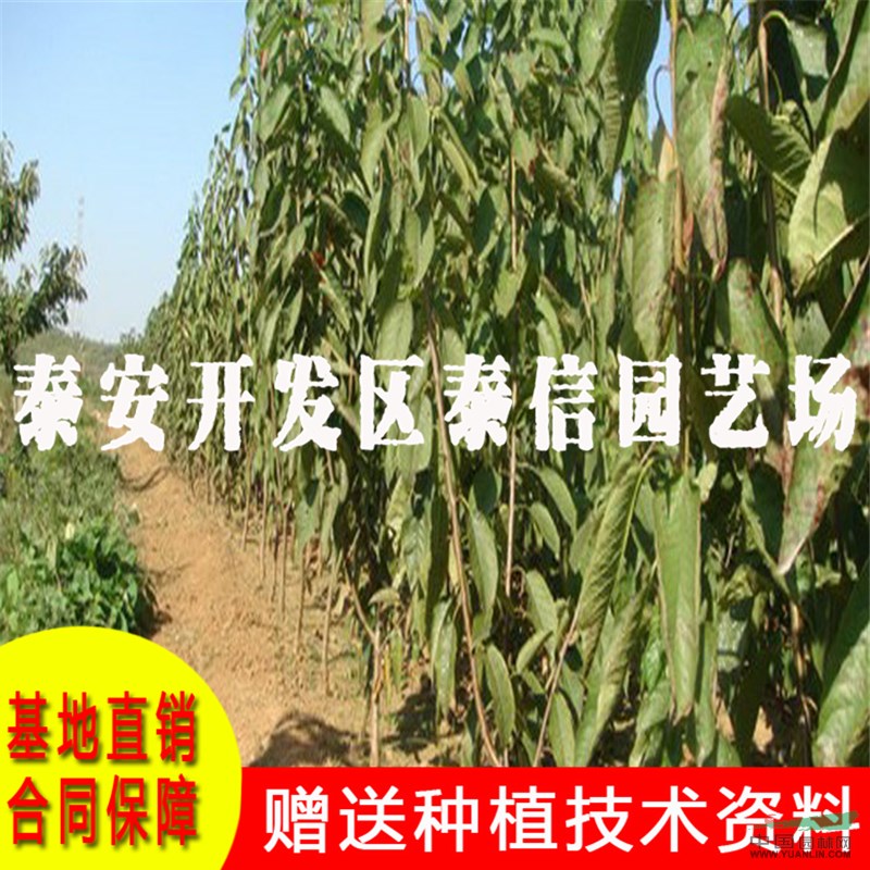 俄羅斯8號大櫻桃苗批發(fā) 俄羅斯8號大櫻桃苗基地