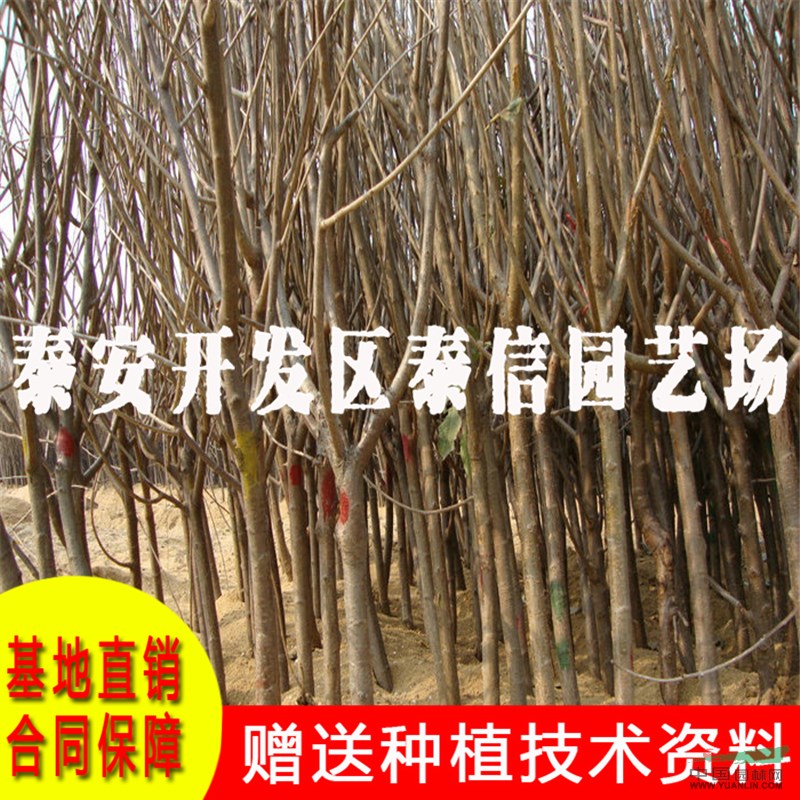 俄羅斯8號大櫻桃苗批發(fā) 俄羅斯8號大櫻桃苗基地
