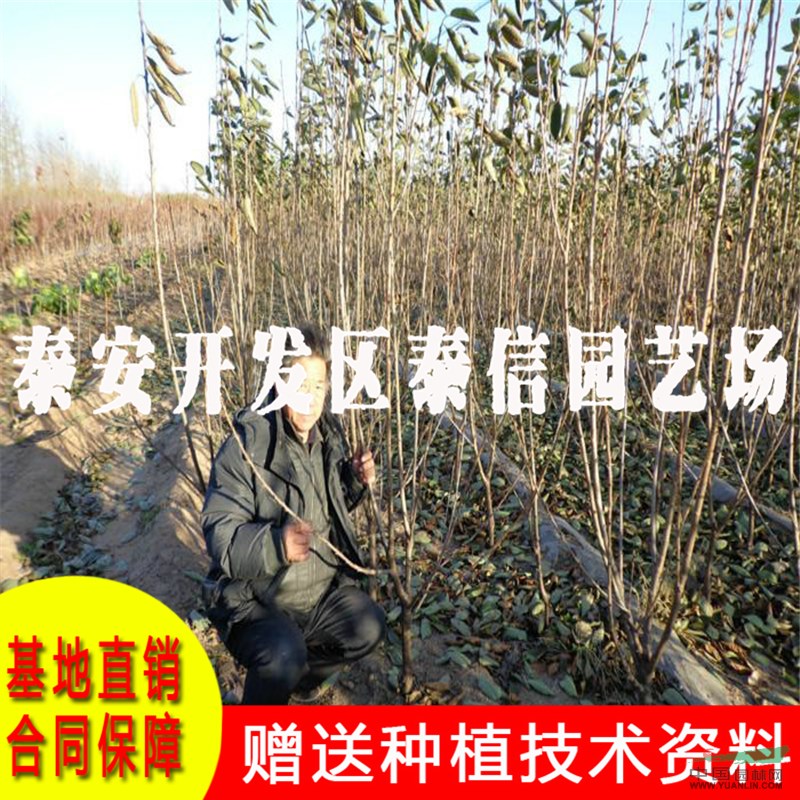 福星大櫻桃苗批發(fā) 福星大櫻桃苗價(jià)格