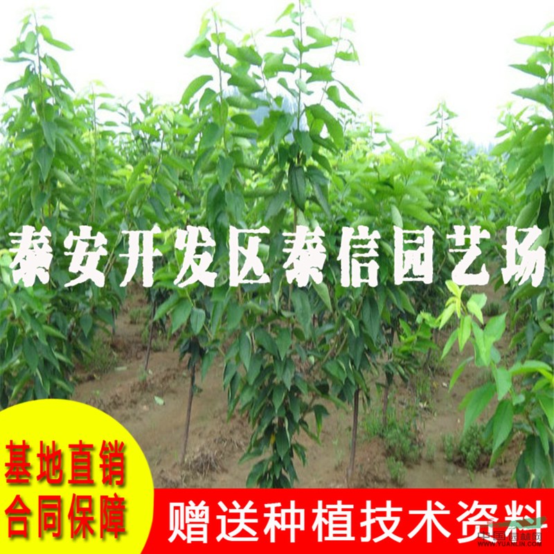 福星大櫻桃苗批發(fā) 福星大櫻桃苗價(jià)格
