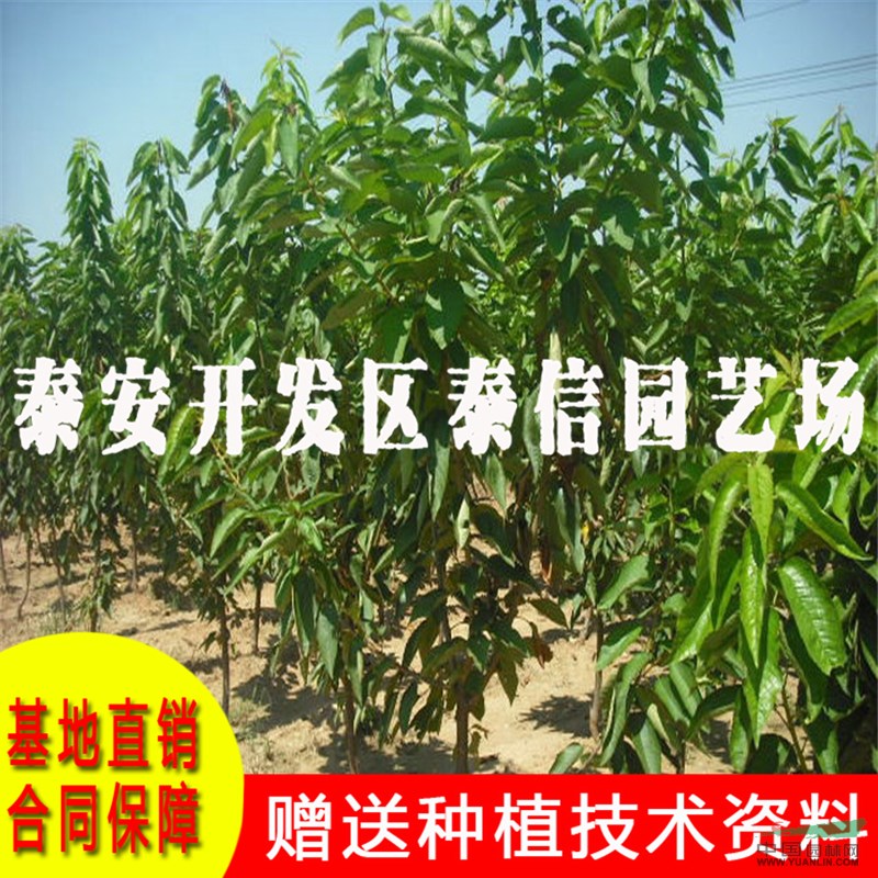 吉塞拉大櫻桃苗價(jià)格 吉塞拉大櫻桃苗基地